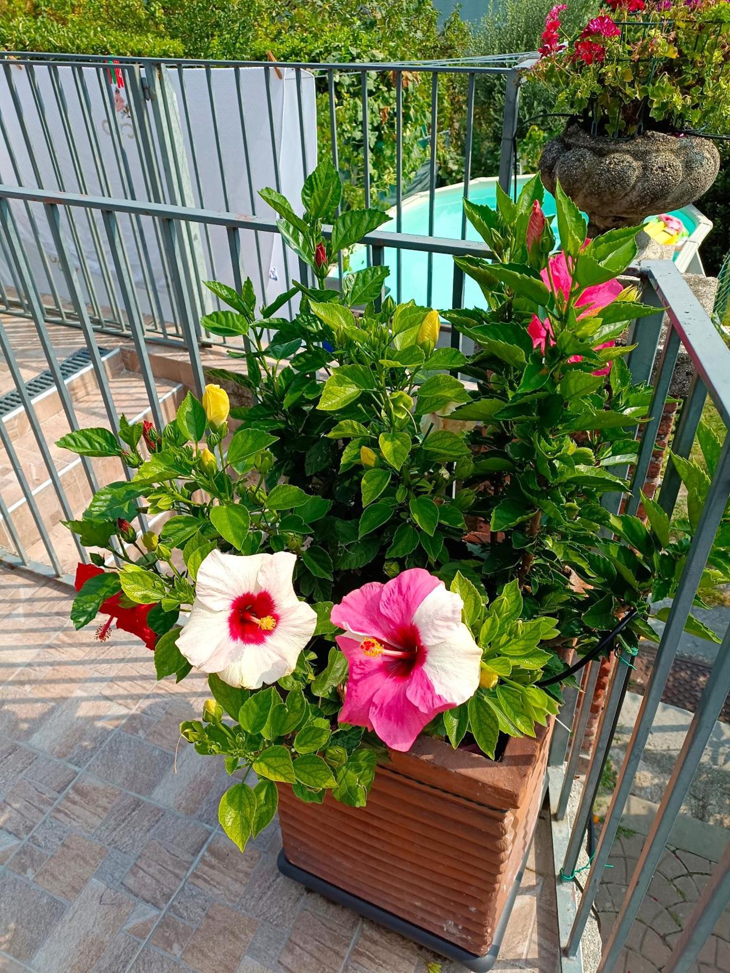 Le Rose Sul Lago Pescate Zewnętrze zdjęcie
